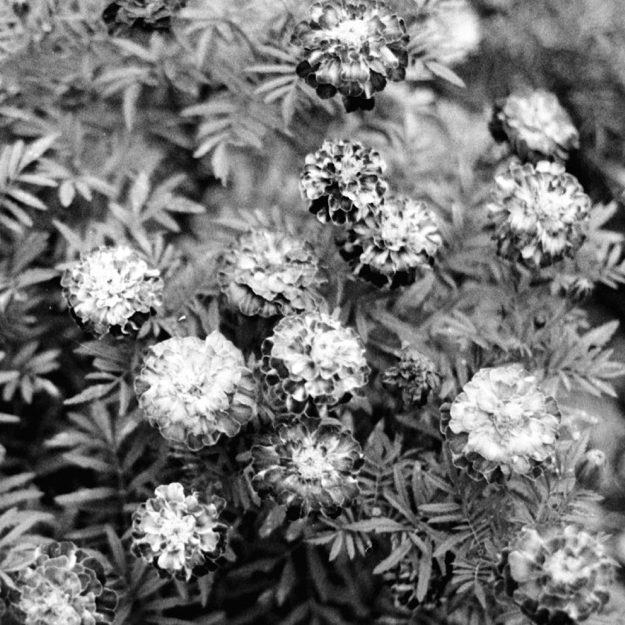 The body isn’t a battery that discharges upon death